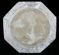 Fossil Goniatite & Orthoceras Tray/Platter #22862-2